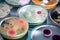 Colorful variety of microorganism inside petri dish plate in laboratory with super macro zoom background, including of bacteria,