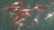 A colorful variety of ornamental Koi - Carp fishes also know as Kohaku, Sanke, and Showa, swimming gracefully in a koi pond