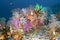 Colorful variety of soft corals. Underwater photography
