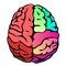 Colorful vector brain illustration. Mind concept