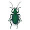 Colorful vector drawing of Ground beetle.