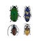 Colorful vector drawing of small beetles.