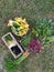 colorful vegetables, harvest from the garden, young red beets, small carrots