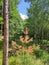 Colorful vegetation at glade in woodland on sunny summer day