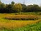 Colorful Vernal Pond during Autumn in NYS