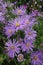 Colorful vertical closeup on an aggregation of light blue blossoming asters in the garden