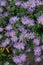 Colorful vertical closeup on an aggregation of light blue blossoming asters in the garden