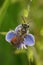 Colorful vertical closeup of red-girdled mining bee, andrena labiata, on blue germander speedwell flower