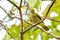 Colorful and very young Black-naped Oriole perching on a perch