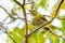 Colorful and very young Black-naped Oriole perching on a perch