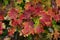 Colorful and vibrant autumn leaves in Battle Ground, Washington, USA.