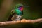 Colorful and vibrant hummingbird with a glossy feather coat resting on a tree branch