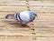 Colorful and vibrant Pigeon walking on beach boardwalk