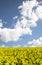 Colorful vibrant rapeseed fieldSummer sky