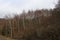 Colorful view at a birch tree grove on a mild winters day, Manubach area, Germany