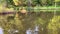 Colorful view of forestry reflected onto the surface of the Chippewa Flowage water system in the northwoods of Hayward, WI