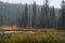 A colorful view of ground covering and trees by a river in Yellowstone National Park in Wyoming.