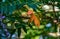 Colorful view of Rhus typhina Staghorn sumac, Anacardiaceae tree. Orange and green leaves of sumac