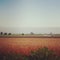 Colorful view of various orchards