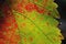 Colorful vine leaf for background
