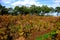 Colorful Vines, McLaren Vale