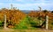 Colorful Vines, McLaren Vale