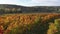 Colorful vineyards and grapevine during autumn