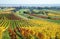 Colorful vineyards landscape