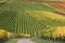 Colorful vineyards during the wine grapes harvest