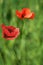 Colorful vintage corn poppy are opening in spring