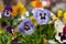 colorful viola in gardening store