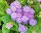 Colorful violet-blue Ageratum Houstonianum floss flowers