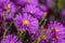 Colorful violet flowers aster alpinus close-up