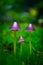 Colorful violet magic fairy mushrooms in the green moss, macro.