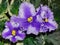 Colorful violets flowers with green leaves.