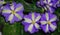 Colorful violets flowers with green leaves.