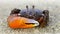 colorful violinist crab on the sand. a strong carapace and a giant orange claw as a weapon for defense