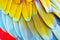 Colorful vivid close up of bright exotic Scarlet macaw parrot bird feathers