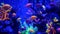 Colorful vivid fishes glow, violet aquarium under ultraviolet uv light. Purple fluorescent tropical aquatic paradise