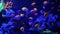 Colorful vivid fishes glow, violet aquarium under ultraviolet uv light. Purple fluorescent tropical aquatic paradise