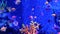 Colorful vivid fishes glow, violet aquarium under ultraviolet uv light. Purple fluorescent tropical aquatic paradise