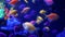 Colorful vivid fishes glow, violet aquarium under ultraviolet uv light. Purple fluorescent tropical aquatic paradise