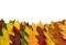 Colorful vivid maple leaves