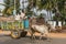 Colorful wagon pulled by buffaloes, Mysore India.