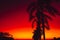 Colorful warm bright sunset or sunrise with palms in tropics