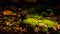 Colorful Warm Mossy Plant in the Texan Wilderness surrounded by Bark and Pebbles