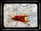 Colorful wasp sitting on a concrete isolated in dual background