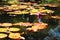 Colorful water lilies