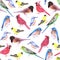 Colorful watercolor birds seamless background in tetra color scheme