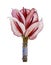 Colorful watercolor botanical illustration of Anthurium flowers